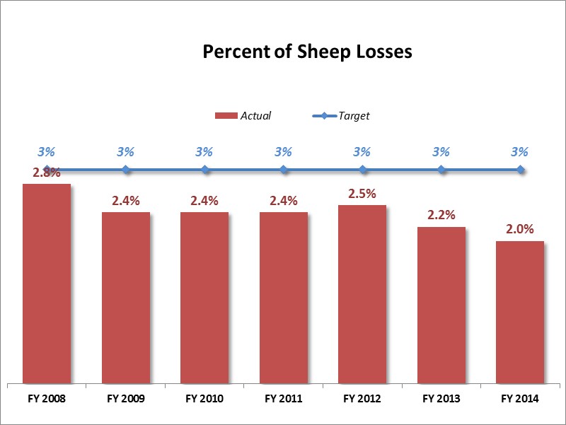  sheep loss 